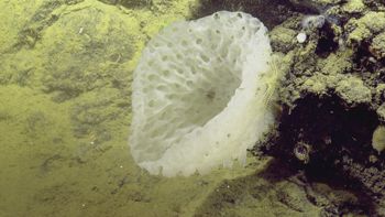 Media type: image;   Invertebrate Zoology 153111 Description: live specimen;